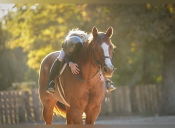Caballo cuarto de milla, Caballo castrado, 12 años, 163 cm, Ruano alazán