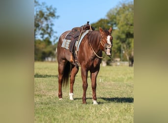 Caballo cuarto de milla, Caballo castrado, 12 años, 163 cm, Ruano alazán