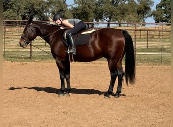 Caballo cuarto de milla, Caballo castrado, 12 años, 165 cm, Castaño rojizo