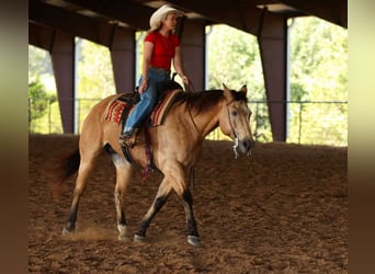 Caballo cuarto de milla, Caballo castrado, 12 años, 168 cm, Buckskin/Bayo
