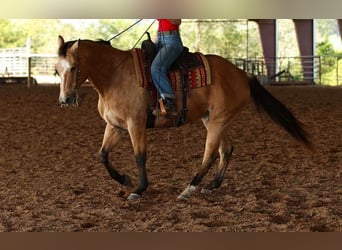 Caballo cuarto de milla, Caballo castrado, 12 años, 168 cm, Buckskin/Bayo