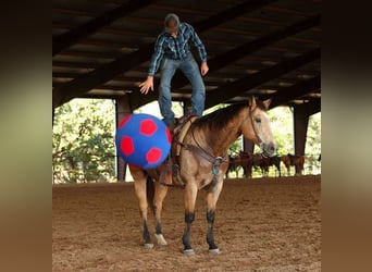 Caballo cuarto de milla, Caballo castrado, 12 años, 168 cm, Buckskin/Bayo