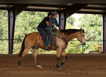 Caballo cuarto de milla, Caballo castrado, 12 años, 168 cm, Buckskin/Bayo