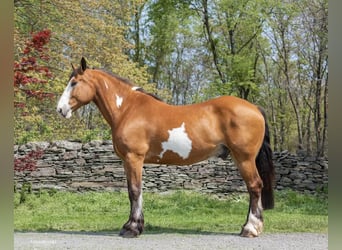 Caballo cuarto de milla, Caballo castrado, 12 años, 168 cm, Overo-todas las-capas