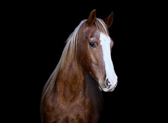 Caballo cuarto de milla, Caballo castrado, 12 años, Alazán rojizo