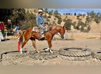 Caballo cuarto de milla, Caballo castrado, 12 años, Alazán rojizo