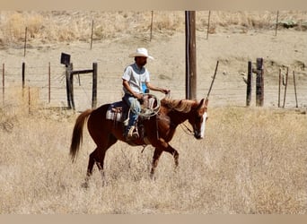 Caballo cuarto de milla, Caballo castrado, 12 años, Alazán rojizo