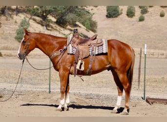 Caballo cuarto de milla, Caballo castrado, 12 años, Alazán rojizo