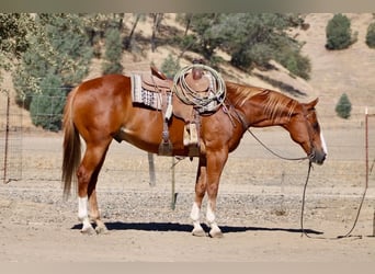 Caballo cuarto de milla, Caballo castrado, 12 años, Alazán rojizo