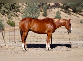 Caballo cuarto de milla, Caballo castrado, 12 años, Alazán rojizo