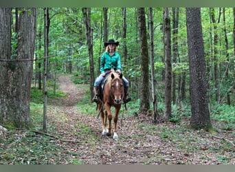 Caballo cuarto de milla Mestizo, Caballo castrado, 12 años, Alazán-tostado