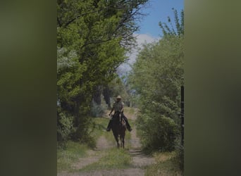 Caballo cuarto de milla, Caballo castrado, 12 años, Alazán-tostado