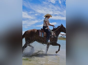 Caballo cuarto de milla, Caballo castrado, 12 años, Alazán-tostado