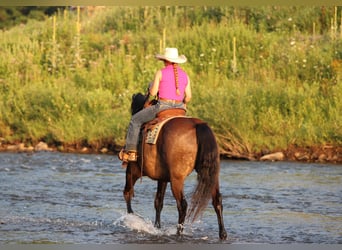 Caballo cuarto de milla, Caballo castrado, 12 años, Buckskin/Bayo
