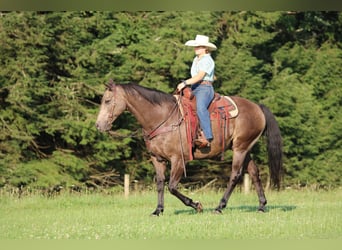 Caballo cuarto de milla, Caballo castrado, 12 años, Buckskin/Bayo