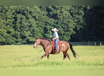 Caballo cuarto de milla, Caballo castrado, 12 años, Buckskin/Bayo