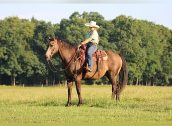 Caballo cuarto de milla, Caballo castrado, 12 años, Buckskin/Bayo