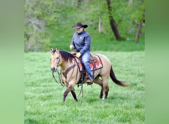 Caballo cuarto de milla, Caballo castrado, 12 años, Buckskin/Bayo