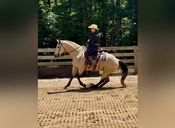 Caballo cuarto de milla, Caballo castrado, 12 años, Buckskin/Bayo