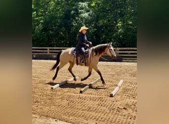 Caballo cuarto de milla, Caballo castrado, 12 años, Buckskin/Bayo