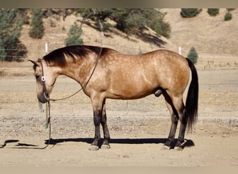 Caballo cuarto de milla, Caballo castrado, 12 años, Buckskin/Bayo