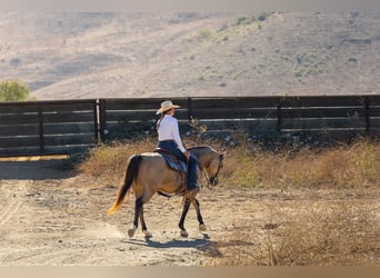 Caballo cuarto de milla, Caballo castrado, 12 años, Buckskin/Bayo
