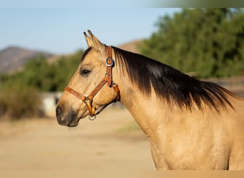 Caballo cuarto de milla, Caballo castrado, 12 años, Buckskin/Bayo