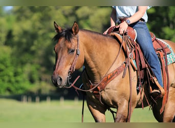 Caballo cuarto de milla, Caballo castrado, 12 años, Buckskin/Bayo