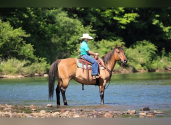 Caballo cuarto de milla, Caballo castrado, 12 años, Buckskin/Bayo