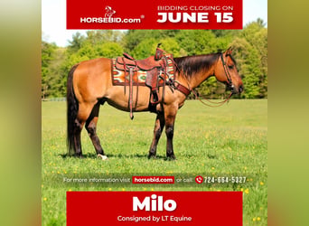 Caballo cuarto de milla, Caballo castrado, 12 años, Buckskin/Bayo