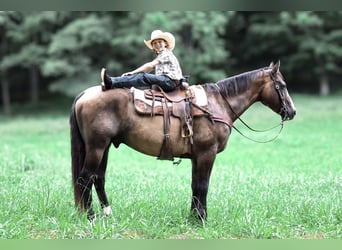 Caballo cuarto de milla, Caballo castrado, 12 años, Grullo