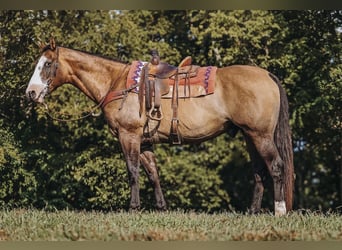 Caballo cuarto de milla, Caballo castrado, 12 años, Grullo