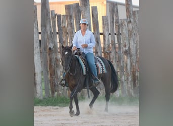 Caballo cuarto de milla, Caballo castrado, 12 años, Negro