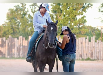 Caballo cuarto de milla, Caballo castrado, 12 años, Negro