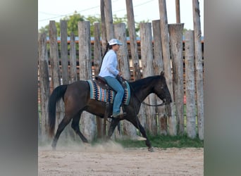 Caballo cuarto de milla, Caballo castrado, 12 años, Negro