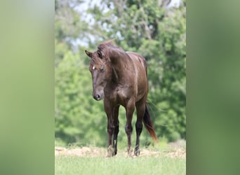 Caballo cuarto de milla, Caballo castrado, 12 años, Negro