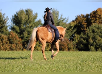Caballo cuarto de milla, Caballo castrado, 12 años, Palomino