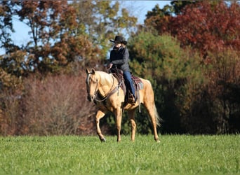Caballo cuarto de milla, Caballo castrado, 12 años, Palomino