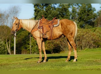 Caballo cuarto de milla, Caballo castrado, 12 años, Palomino