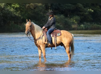 Caballo cuarto de milla, Caballo castrado, 12 años, Palomino