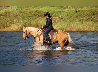 Caballo cuarto de milla, Caballo castrado, 12 años, Palomino