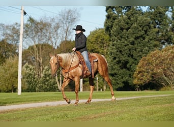 Caballo cuarto de milla, Caballo castrado, 12 años, Palomino