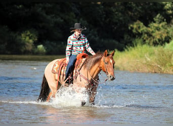 Caballo cuarto de milla, Caballo castrado, 12 años, Red Dun/Cervuno
