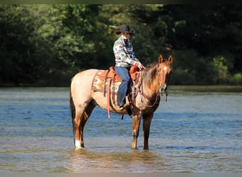 Caballo cuarto de milla, Caballo castrado, 12 años, Red Dun/Cervuno