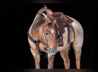 Caballo cuarto de milla, Caballo castrado, 12 años, Red Dun/Cervuno