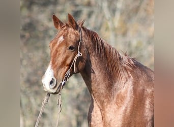 Caballo cuarto de milla, Caballo castrado, 12 años, Ruano alazán
