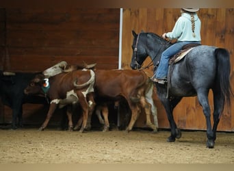 Caballo cuarto de milla, Caballo castrado, 12 años, Ruano azulado