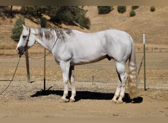 Caballo cuarto de milla, Caballo castrado, 12 años, Tordo