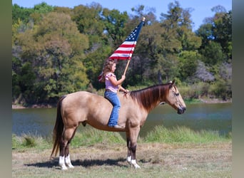 Caballo cuarto de milla, Caballo castrado, 13 años, 140 cm, Buckskin/Bayo