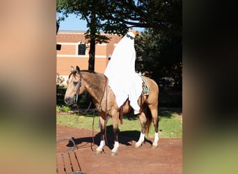 Caballo cuarto de milla, Caballo castrado, 13 años, 140 cm, Buckskin/Bayo